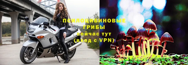 прущие грибы Белокуриха